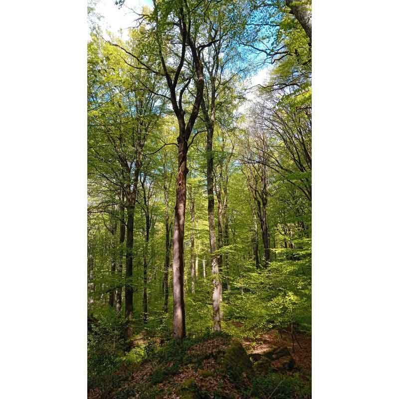 Waldbaden mit Sigrid Ziarek